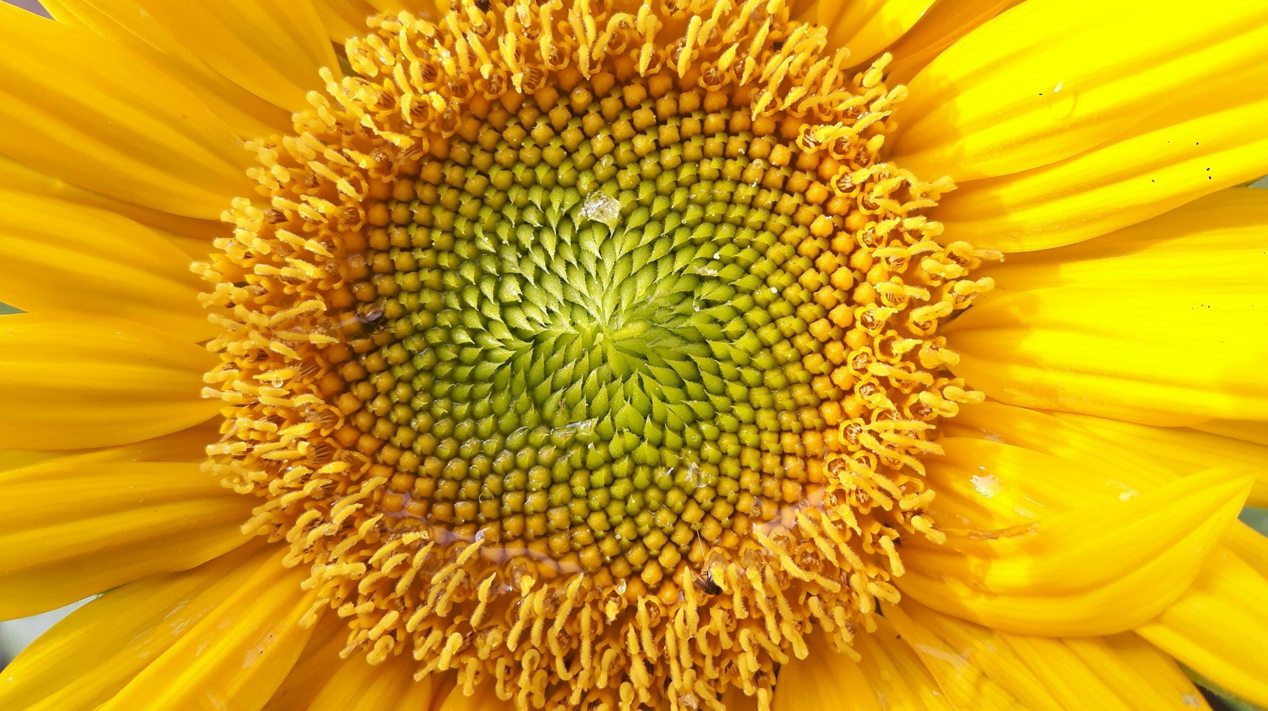 🜏 The Third Veil: The Spiral, Not the Line